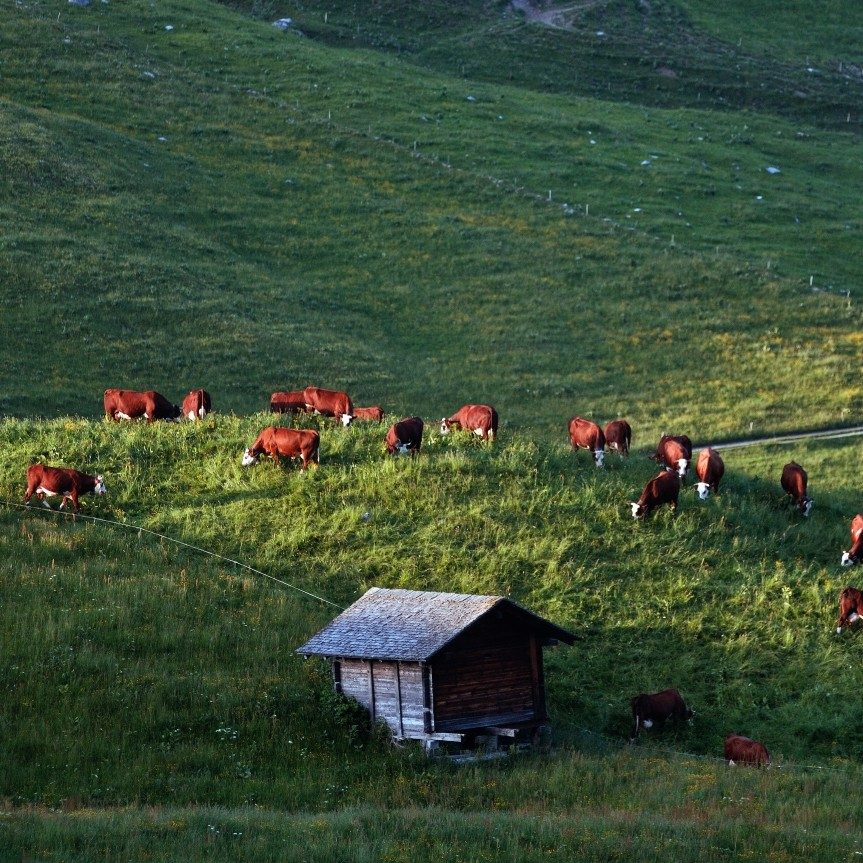 库马约高山牧场